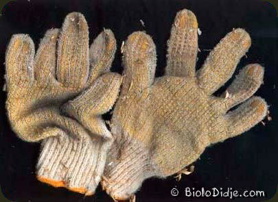 ©www.biolodidge.com image