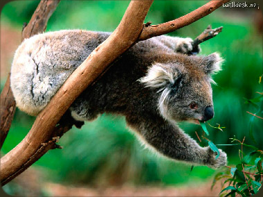 imagekoala